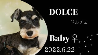 [ミニチュアシュナウザー]1ヶ月半の仔犬・女の子