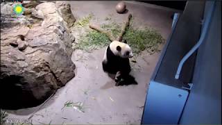 Bei Bei finding ways to go outside 06-06-2017