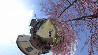 乙川葵桜をinsta360 ONE R で撮影しました(FHD)(2021.03.01)iPhoneアプリで編集