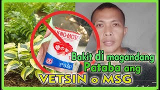 VETSIN! DI MAGANDANG PATABA SA ATING MGA HALAMAN