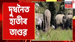 Dudhnoi Elephant News | দুধনৈত ১৪-১৫ জনীয়া হাতীৰ তাণ্ডৱ