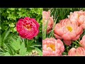 phillip watson designs 2 piece coral sunset peonies live bare roots on qvc