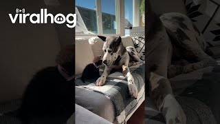 Great Dane Fosters Orphaned Black Kitten || ViralHog