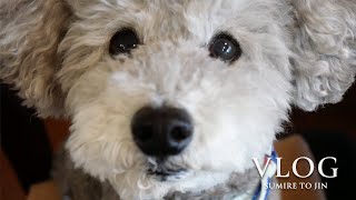 犬と暮らす主婦Vlog｜お家時間を満喫☕🍃｜コーヒーでリラックス｜愛犬とのおやつ＆ランチタイム｜部屋のプチ模様替え