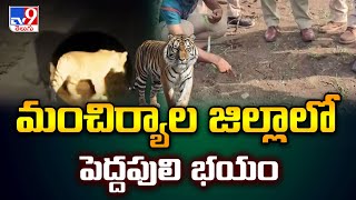 మంచిర్యాల జిల్లాలో పెద్దపులి భయం | Tiger Tension in Mancherial District - TV9