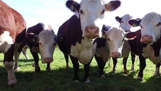 Britain's Finest Native Beef Breed - The Hereford