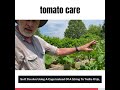 Caring for your tomatoes - Gardening How-To Video Series | FEED Kearsarge