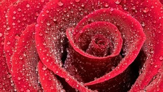 Rose Flower Photos | Beautiful Pictures of Roses | Top Rose Photos | Rose Images | Flower Photos