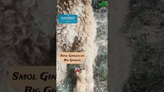 Small dog on big dog! (#ginger #ty #dog #doodle #har #small #big #shortvideo )