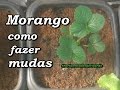 Como fazer novas mudas de morangos/ How do new strawberry seedlings