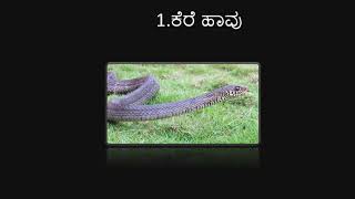 Common Indian Snakes (Kannada)