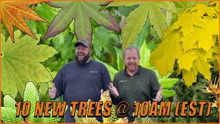 10 Dazzling New Japanese Maples and Conifers You Need to See! | MrMaple 10@10 For February 4, 2025