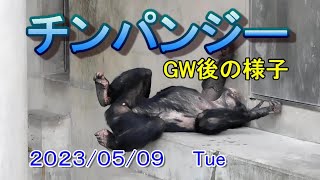 GW後のチンパンジーの様子【旭山動物園】