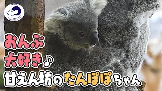 【金沢動物園】お母さんの背中大好き♪甘えん坊の赤ちゃんコアラたんぽぽちゃん[Kanazawa Zoo] Baby Koala, Tanpopo-chan