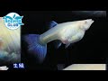 孔雀魚生產前兆