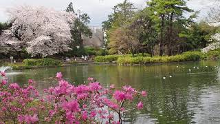 杉並のんびり散歩　妙正寺公園の桜　2020/3/28 16