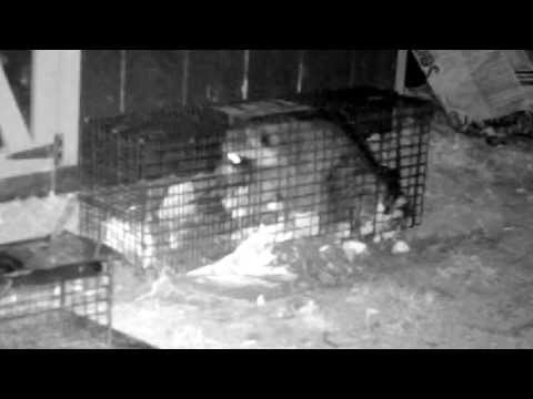 Raccoon Trap Caught On Trail Camera Raccoon Trap Caught On Trail Camera