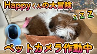 [シーズー🐶] Happyくん ペットカメラ作動中 の巻