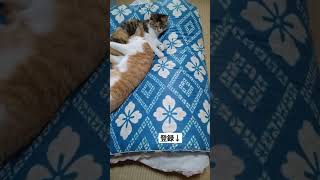 のび〜る猫と枕にされる猫 #猫 #shorts