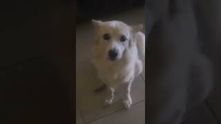 வாய் இல்லா ஜீவன்கள் #ugandatamilfamilyvanithasarasuug #shortsvideo#trending #petlover #pets