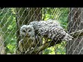 habichtskauz strix uralensis zoo schönbrunn voliere eule im wald käfig