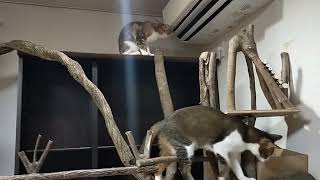 運気押上猫神社⛩️猫神様達の日常😺