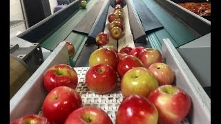 Apples Harvested and Packed