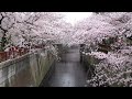 目黒川の桜 ソメイヨシノ 桜吹雪【桜2022🌸】東京桜の名所 the best cherry blossoms in tokyo. somei yoshino in full bloom