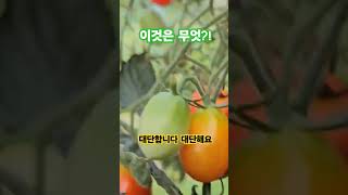 바글바글 바글!! 이것은 무엇?!#대박 #과일 #채소 #농사 #여기평생한번보기힘든장면이카메라에찍혔습니다 #심마니 #땅꾼 #치유 #2024 #감사 #사랑