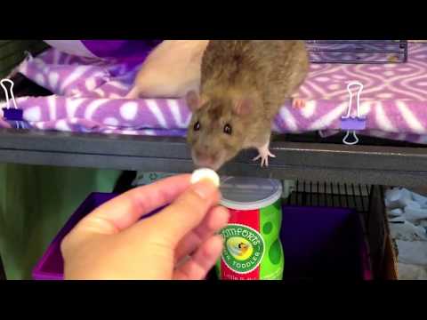 How to treat your Pet Rat for Lice and Mites How to treat your Pet Rat for Lice and Mites