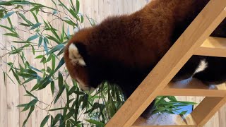 番外編 ライムくん 桃桃ちゃん フランちゃん【2023‎年‎9‎月‎10‎日】【桐生が岡動物園】レッサーパンダ