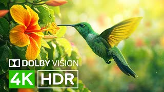 BREATHTAKING ANIMAL LANDSCAPES 4K HDR 60FPS | Top Notch Visuals with Captivating Cinematic Sound