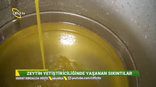 Akhisar Dereköy' de Zeytin Hasadı - HAYAT KIRSALDA GÜZEL / Çiftçi TV