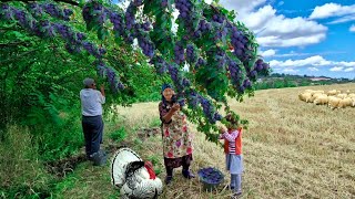 Бабушка Собирает Сливы в Лесу, Варить Варенье и Печет Пирог. Фаршированная Роза.