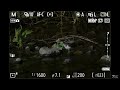 nikon z9 animal detection common sandpiper