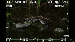 Nikon Z9 : Animal detection : common sandpiper