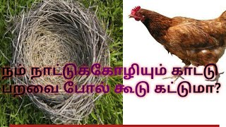 நம் நாட்டுக்கோழியும் காட்டு பறவை போல் கூடு கட்டுமா????Will country chicken build nest like a bird#21