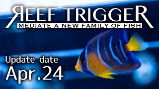 カリブ産クィーンエンゼル[F0424-1]REEF-TRIGGER