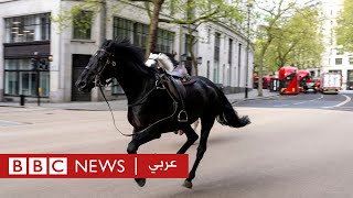 بريطانيا: هروب خيول عسكرية في وسط لندن | بي بي سي نيوز عربي
