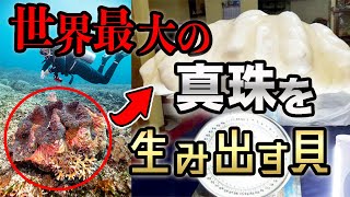 大金持ち！世界最大の真珠を生み出すオオシャコガイ #shorts 動物