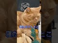 無視しよう　let s ignore it cat shorts 子猫 kyoto