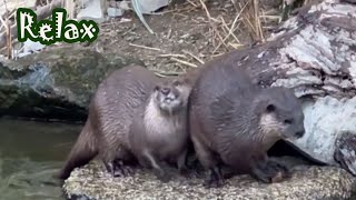 楽しそうなカワウソ兄弟　Otters happy family