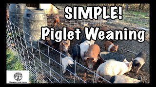 Piglet Weaning - Simple and EASY Process!