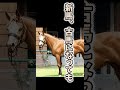 【ゆっくり解説】ノーザンテースト（northern taste）名言2　 shorts　 種牡馬 名馬 jra 血統 ウマ娘 サクラバクシンオー ダイワスカーレット トーセンジョーダン エアグルーヴ