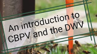 Beekeeping basics - An introduction to Chronic Bee Paralysis Virus CBPV and Deformed Wing Virus DWV