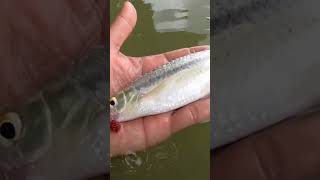 ฟลายฟิชชิ่ง ตัวยาวกว่ามือ #like #subscribe #true #fishing #ตกปลา #diy #ปลา #fish