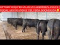 MASHXUR OPTOMCHI NORBEK AKANI ABERDEEN ANGUS BUQALARI QANDAY USULDA BOQILMOQDA 949273090