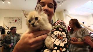 Uber delivers KITTENS!
