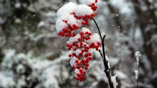 はだれ雪　新内枝幸太夫　cover