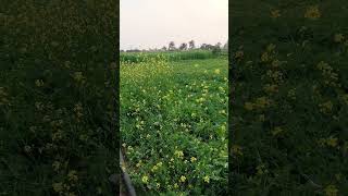 farming | sarso ka khet | kheti Bari | short video| shorts feed